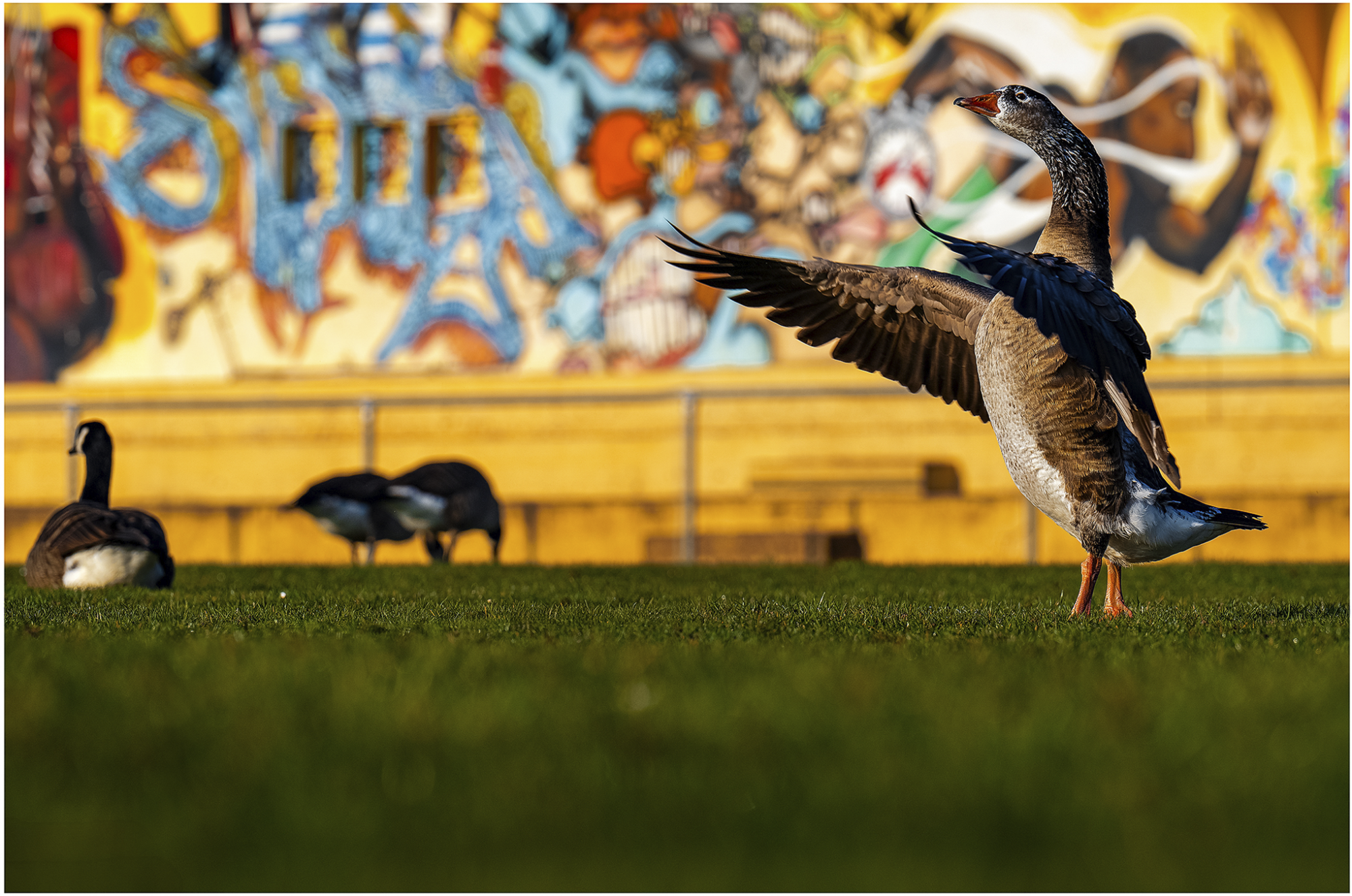 photographie d'oies sur terrain de football