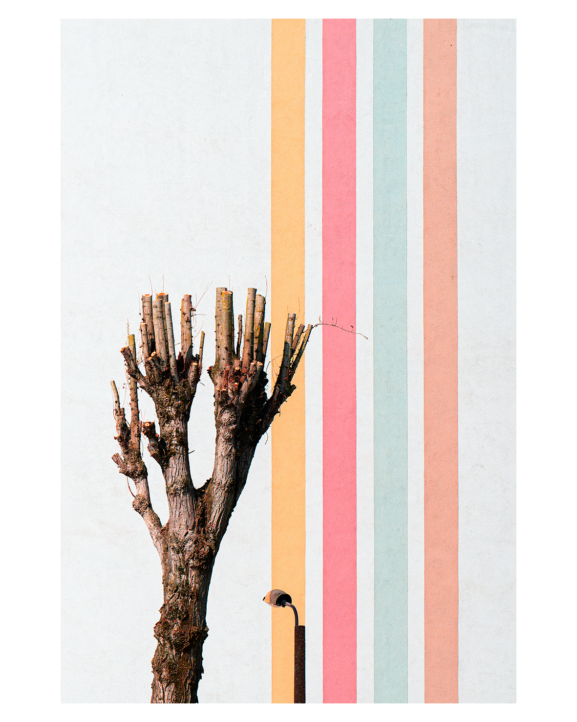 photography art print architecture wall colour tree