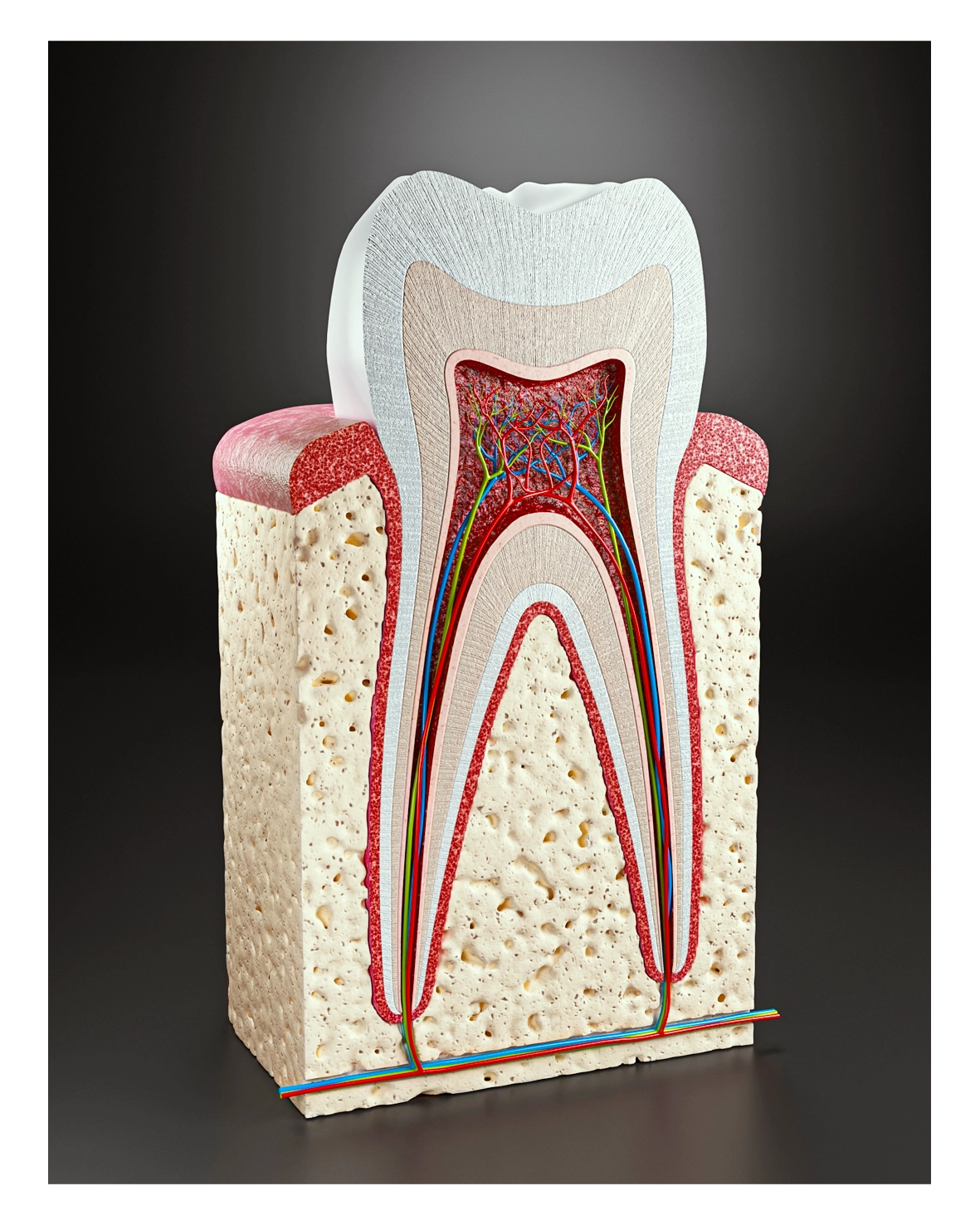 3D illustration in 3ds Max: cross-section of a molar tooth (medical)